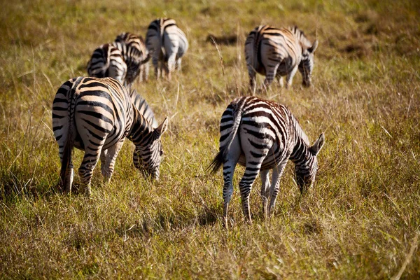 En Afrique du Sud réserve naturelle faunique et zèbre — Photo