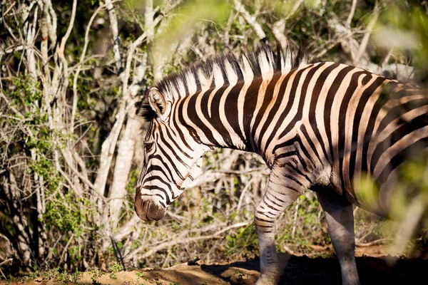 Na África do Sul reserva natural de vida selvagem e zebra — Fotografia de Stock