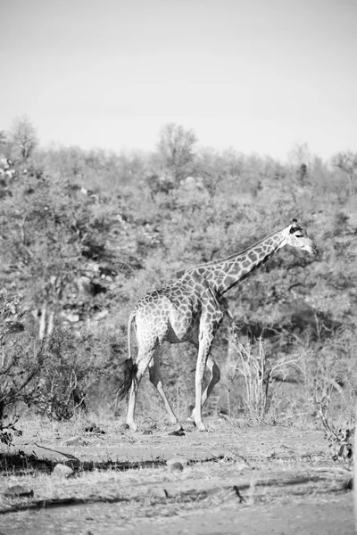 In Sudafrica riserva faunistica e giraffa — Foto Stock