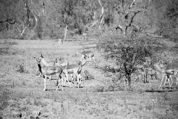 Wild impala in the winter bush — Stock Photo, Image