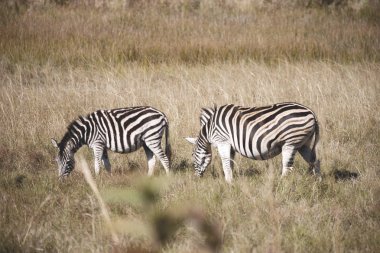   Güney Afrika yaban hayatı doğa rezerv ve zebra