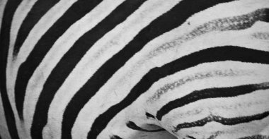  vahşi arka plan cilt