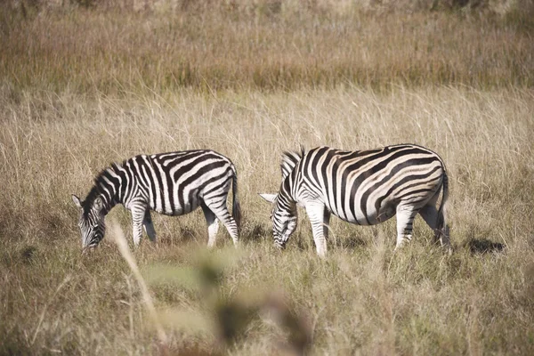 Na África do Sul reserva natural de vida selvagem e zebra — Fotografia de Stock