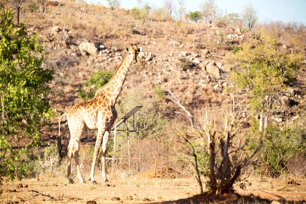 In Sudafrica riserva faunistica e giraffa — Foto Stock
