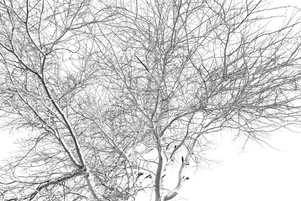Árvore velha e seus ramos no céu claro — Fotografia de Stock