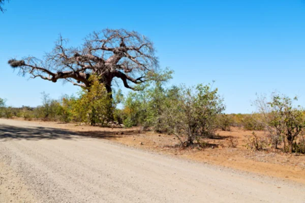 In south africa   street and baobab — Stock Photo, Image