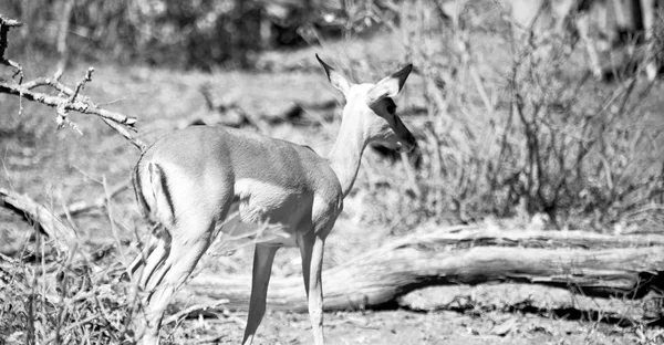 Impala selvagem no arbusto de inverno — Fotografia de Stock