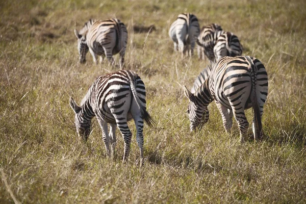 En Afrique du Sud réserve naturelle faunique et zèbre — Photo