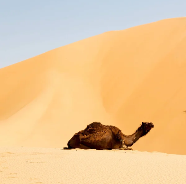 Em oman vazio quarto de deserto um dromedário livre perto do céu — Fotografia de Stock