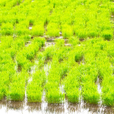   bir pirinç tahıl ekimi alanı yakın çekim