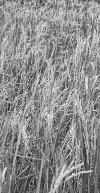   bir pirinç tahıl ekimi alanı yakın çekim