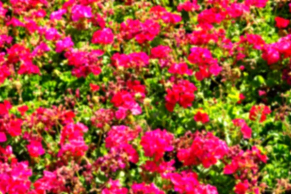 Las flores y el jardín — Foto de Stock