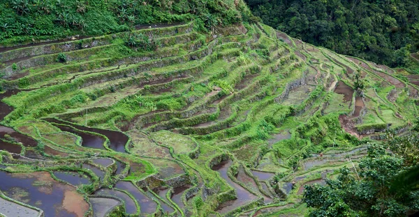 Campo de terraço para coultivação de arroz — Fotografia de Stock