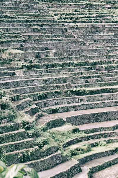 Campo de terraço para coultivação de arroz — Fotografia de Stock