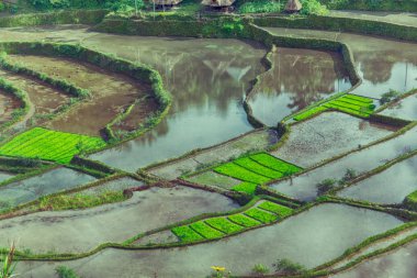   coultivation pirinç Teras alanı   