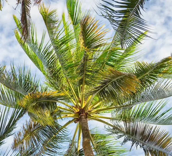  palmiye yaprak ve dal görünümü aşağı