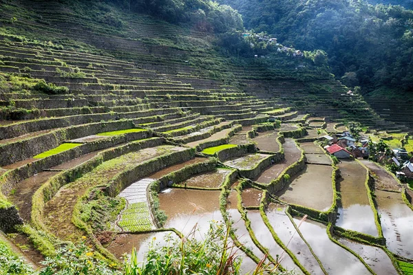 Campo de terraço para coultivação de arroz — Fotografia de Stock