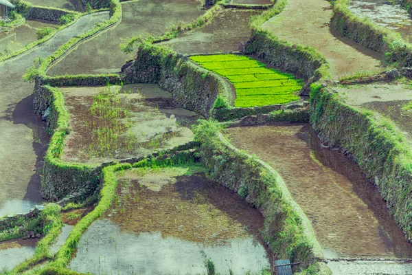 Campo de terraço para coultivação de arroz — Fotografia de Stock