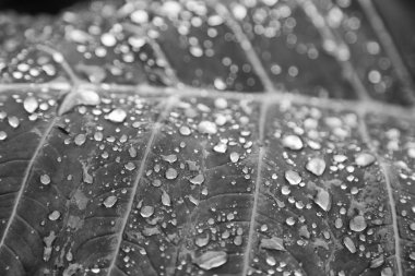 bir yaprak yağmur sonra bazı damla 