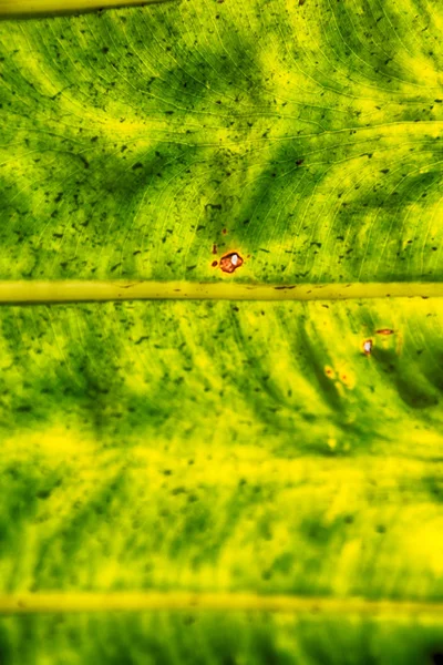 La parte trasera de una hoja y la luz — Foto de Stock