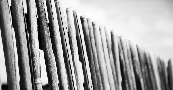 I en molnig himmel massor bambu pinne för naturliga staket — Stockfoto