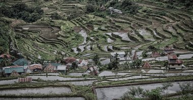   coultivation pirinç Teras alanı   
