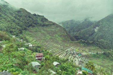   coultivation pirinç Teras alanı   