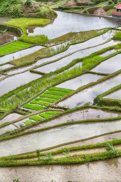 Campo de terraza para el coultivation de arroz —  Fotos de Stock