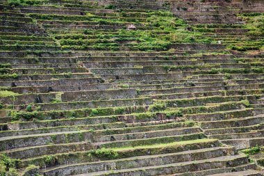   coultivation pirinç Teras alanı   