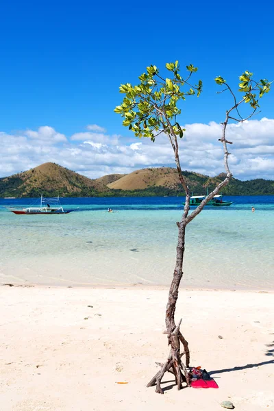 En la hermosa isla cosatline y el árbol — Foto de Stock