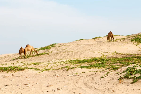 In oman quartiere vuoto del deserto un dromedario libero vicino al mare — Foto Stock