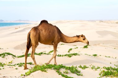 Umman boş çeyreğinde çöl ücretsiz dromedary denize yakın