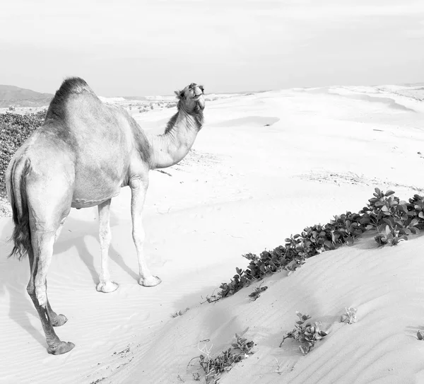 In oman quartiere vuoto del deserto un dromedario libero vicino al mare — Foto Stock