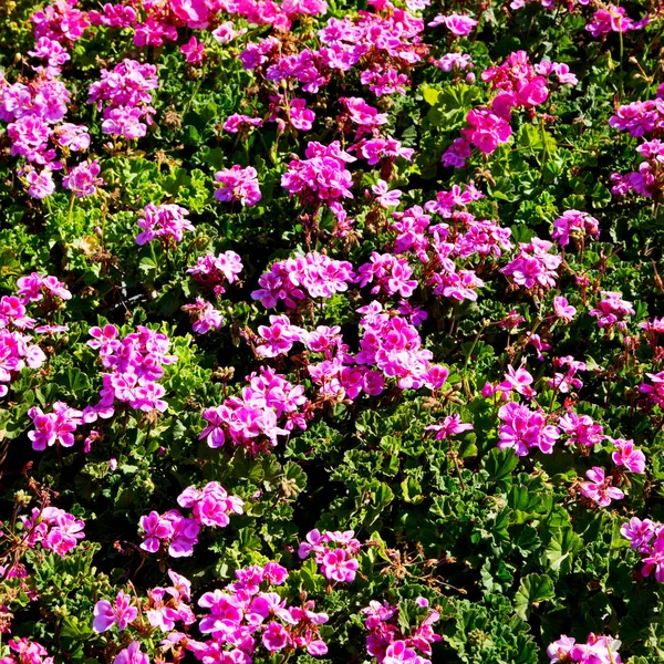 De bloemen en tuin — Stockfoto
