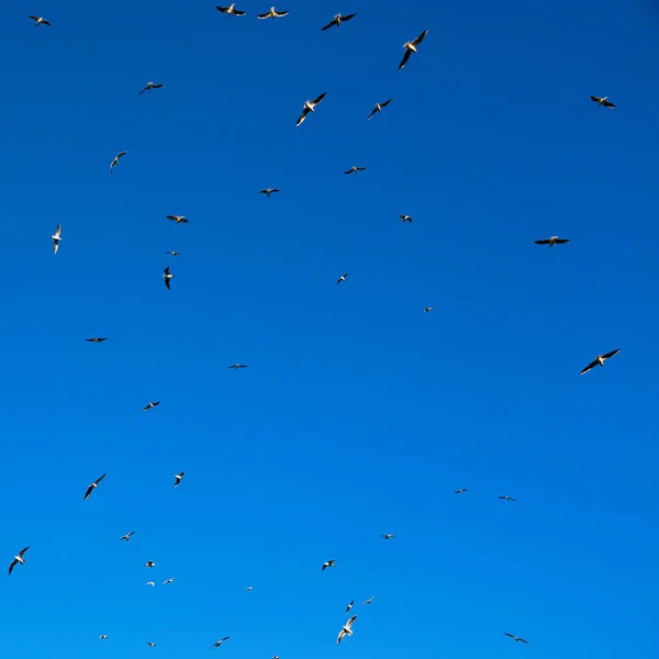 Ομάν ουρανό των πτηνών — Φωτογραφία Αρχείου