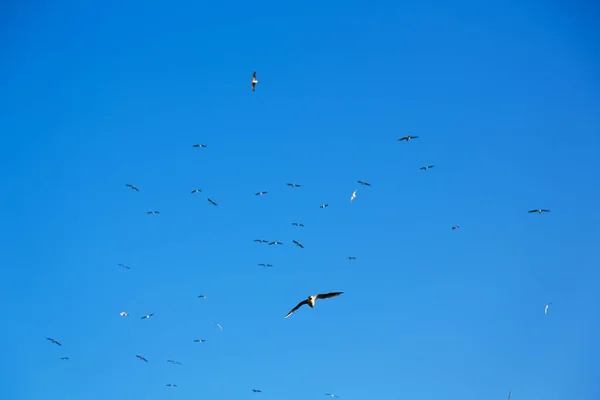 In oman de hemel van vogels — Stockfoto