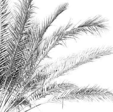 Umman palmiye ve berrak gökyüzü