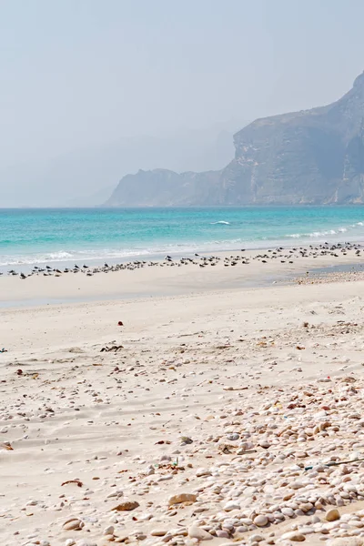 In oman coastline of salalah the mountain and sea seagull full — Stock Photo, Image