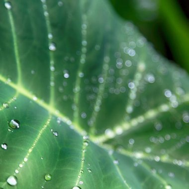 bir yaprak yağmur sonra bazı damla 