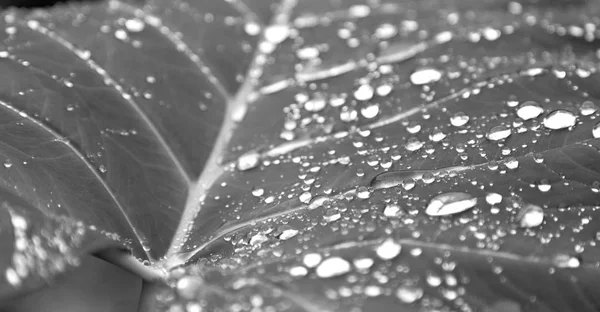Några droppar i ett blad efter regnet — Stockfoto