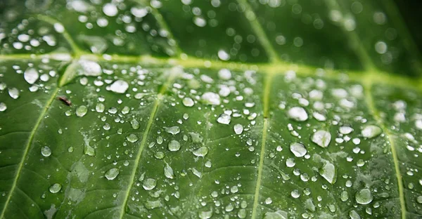 在一片雨后的叶子几滴 — 图库照片