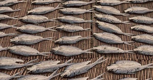 多くの魚の塩漬けし、市場のための準備を乾燥 — ストック写真