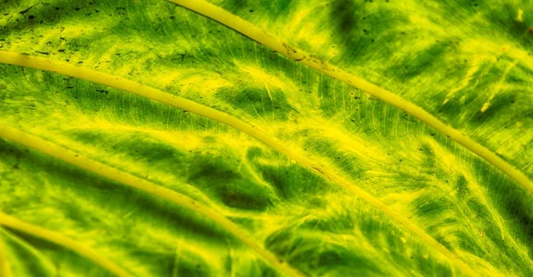 Arrière d'une feuille et la lumière — Photo