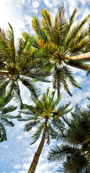 Hoja de palma y rama vista desde abajo — Foto de Stock