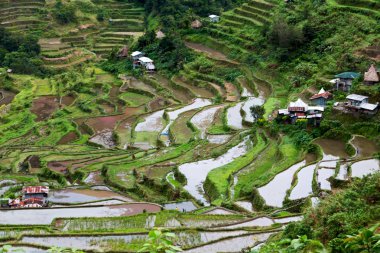   coultivation pirinç Teras alanı   