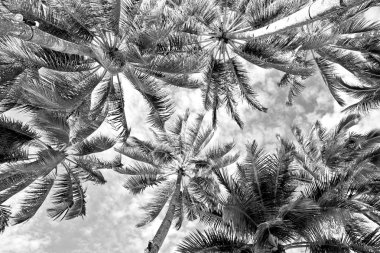  palmiye yaprak ve dal görünümü aşağı