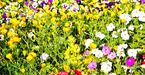 De bloemen en tuin — Stockfoto