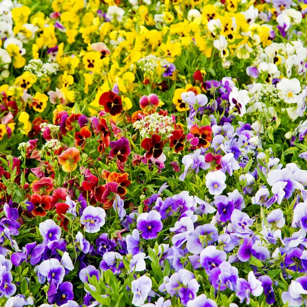 Blommor och trädgård — Stockfoto