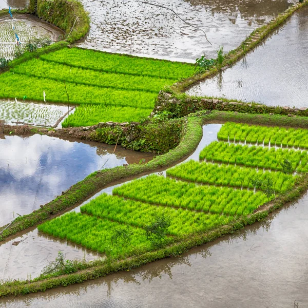 Taras pole dla coultivation ryżu — Zdjęcie stockowe