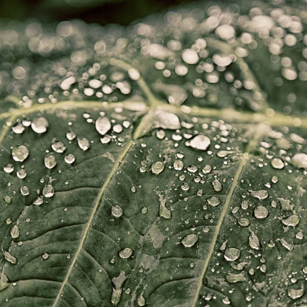 Várias baixas em uma folha depois da chuva — Fotografia de Stock